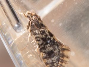 Psychidae - Bagworm Moths - Säckspinnare