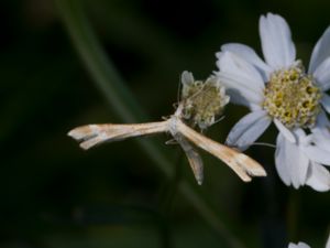 Pterophoridae - Plume Moths - Fjädermott