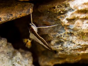 Pyralidae - Snout Moths - Solmott
