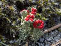 Cladonia bellidiflora Flisberget, Ronneby, Blekinge, Sweden 20140608B_0095