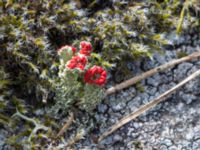 Cladonia bellidiflora Flisberget, Ronneby, Blekinge, Sweden 20140608_0095