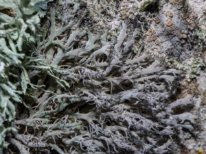 Anaptychia ciliaris - Great Ciliated Lichen - Allélav