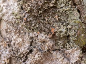 Athelia arachnoidea - Parasitspindelskinn