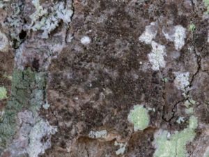 Caloplaca obscurella - Groporangelav