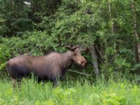 Alces americanus male Hillside Park, Anchorage, Alaska, USA 20140629_0171