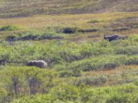 Ursus arctos et Alces americanus female Kougarok road, Nome, Alaska, USA 20140620_0468