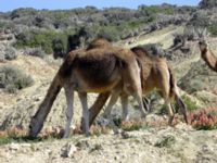 Camelus dromedarius Agadir-Tamri, Morocco 20060407 039