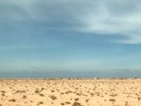 Camelus dromedarius Awsard Road, Western Sahara, Morocco 20180219_0215