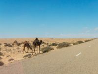 Camelus dromedarius Awsard Road, Western Sahara, Morocco 20180221_0245