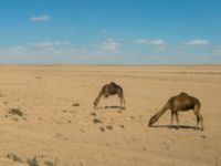 Camelus dromedarius Awsard Road, Western Sahara, Morocco 20180221_0247