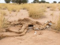 Camelus dromedarius dead Oued Jenna, Awsard Road, Western Sahara, Morocco 20180220_0201