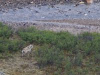 Canis lupus Polychrome Pass, Denali National Park, Alaska, USA 20140625_0020
