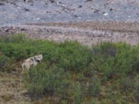Canis lupus Polychrome Pass, Denali National Park, Alaska, USA 20140625_0021