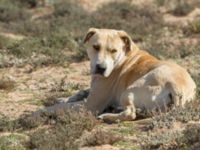 Canis familiaris Cap Rihr, Morocco 20180225_0003