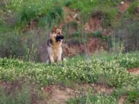 Canis lupus familiaris Majdal Shams slopes, Israel 20130331 324