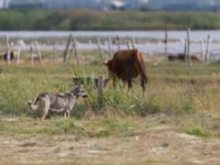 Canis lupus familiaris Van southern marshes, Turkey 20120703 323
