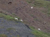 Ovis dalli Denali National Park, Alaska, USA 20140625B_0008