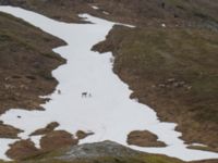 Rangifer tarandus Nordkalottenleden Boarrasacohkka-Pålnostugan-Baktajavri, Torne lappmark, Lappland, Sweden 20150709_0695