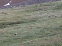 Ursus arctos et Rangifer tarandus Denali National Park, Alaska, USA 20140624_0150
