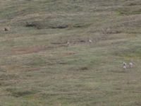 Ursus arctos et Rangifer tarandus Denali National Park, Alaska, USA 20140624_0173