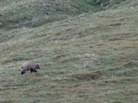 Ursus arctos Denali National Park, Alaska, USA 20140624_0137