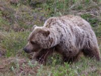 Ursus arctos Denali National Park, Alaska, USA 20140624_0242