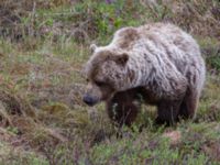 Ursus arctos Denali National Park, Alaska, USA 20140624_0268