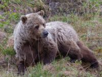 Ursus arctos Denali National Park, Alaska, USA 20140624_0294