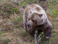 Ursus arctos Denali National Park, Alaska, USA 20140624_0314