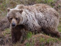 Ursus arctos Denali National Park, Alaska, USA 20140624_0320