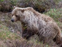Ursus arctos Denali National Park, Alaska, USA 20140624_0334