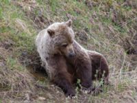 Ursus arctos Denali National Park, Alaska, USA 20140624_0340