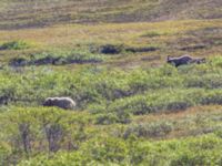 Ursus arctos et Alces americanus female Kougarok road, Nome, Alaska, USA 20140620_0468