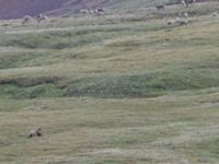Ursus arctos et Rangifer tarandus Denali National Park, Alaska, USA 20140624_0146