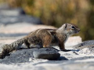 Atlantoxerus getulus - Barbary Ground Squirrel - Nordafrikansk borstekorre