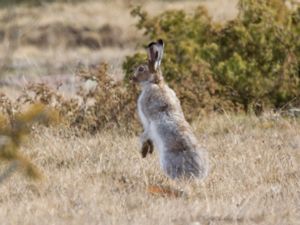 Lepus timidus - Arctic Hare - Skogshare