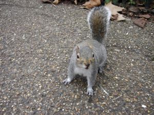 Sciurus carolinensis - Grey Squirrel - Grå ekorre