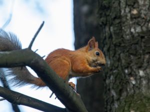 Sciurus vulgaris - Red Squirrel - Ekorre