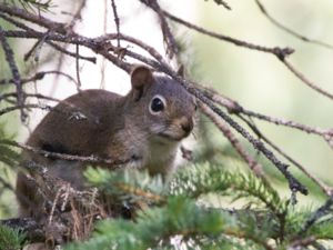 Tamiasciurus hudsonicus - American Red Squirrel - Amerikansk röd ekorre