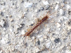 Lithobius forficatus - Brown Centipede - Brun stenkrypare