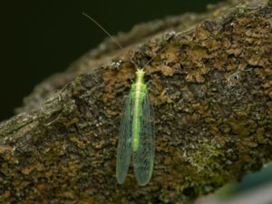 Chrysoperla carnea - Common Green Lacewing