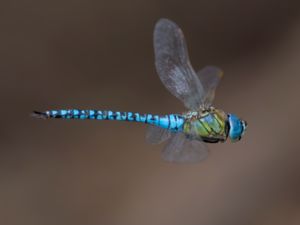 Aeshna affinis - Blue-eyed Hawker - Klarblå mosaikslända