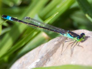 Ischnura fountaineae - Oasis Bluetail - Oasflickslända