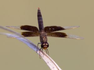 Brachythemis fuscopalliata - Dark-winged Groundling - Bredbandad rökslända