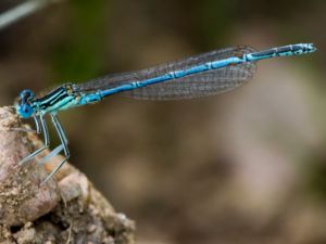 Platycnemis pennipes - Blue Featherleg - Flodflickslända