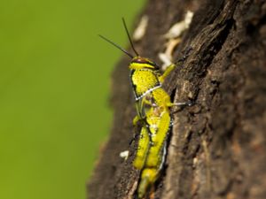 Anacridium melanorhodon - Sahelian Tree Locust