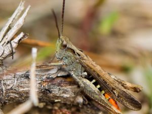 Chorthippus biguttulus - Bow-winged Grasshopper - Slåttergräshoppa