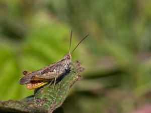 Chorthippus brunneus - Common Field Grasshopper - Backgräshoppa