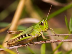 Chorthippus parallelus - Meadow Grasshopper - Kortvingad ängsgräshoppa