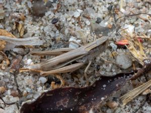 Chortippus albomarginatus - Lesser Marsh Grasshopper - Strandgräshoppa
